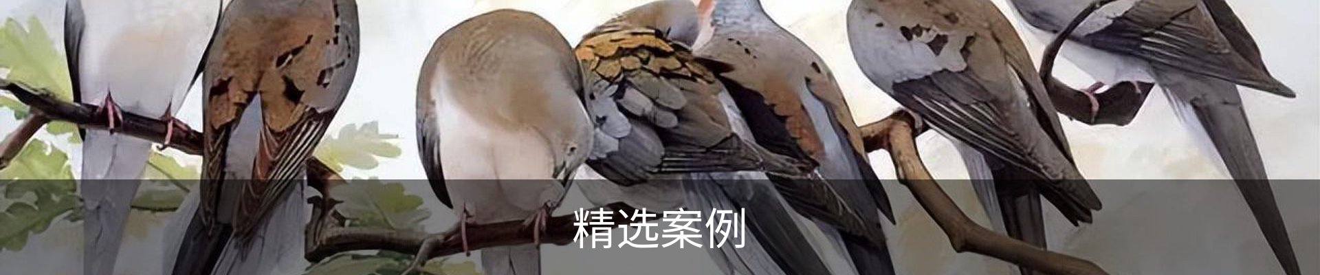 精选案例